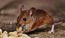 24 Hour & Emergency Exterminators in Valley Glen, CA